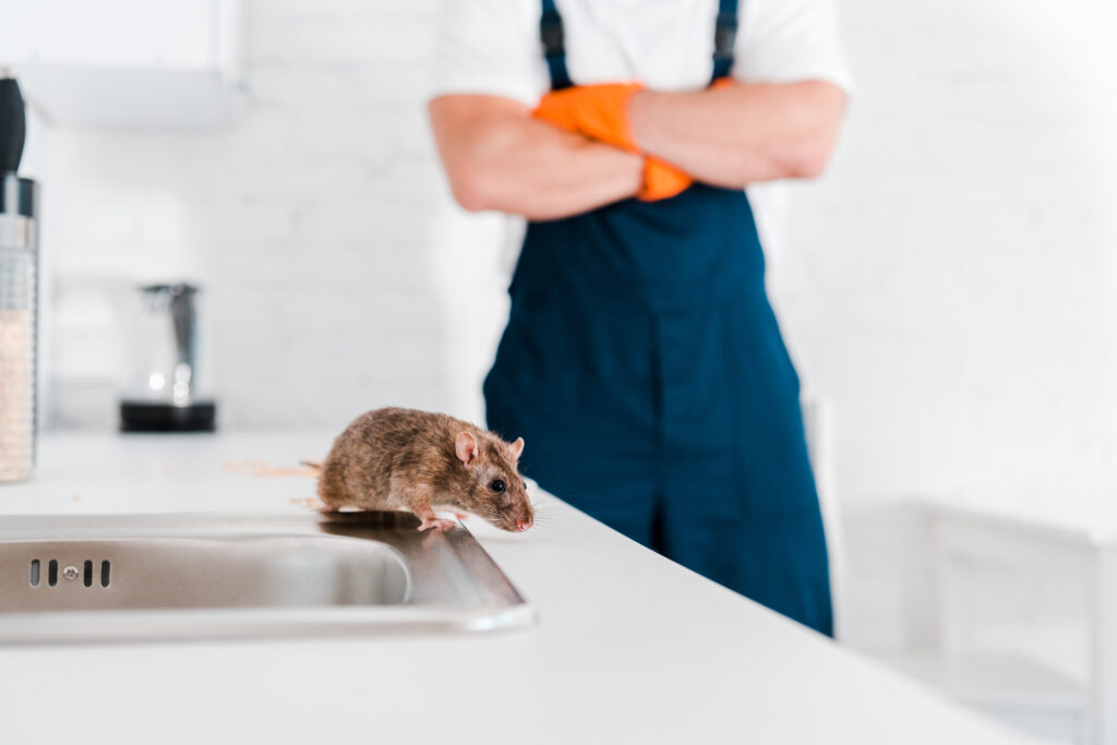 professional rodent control services