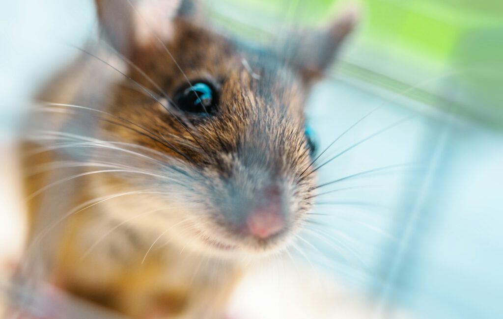 A House Mouse Close Up. Rodent and Pest Control Theme.