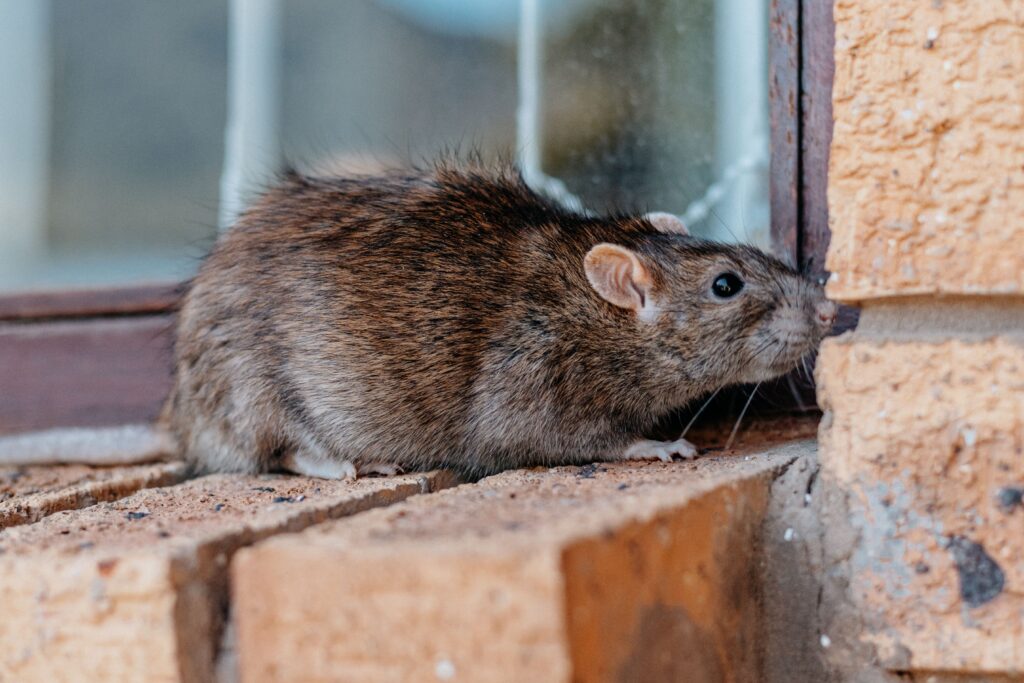 rodent control can help prevent rodents from entering your home