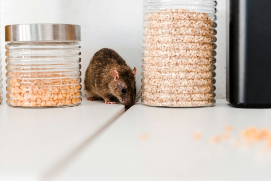 small rat near jars in kitchen showing the need for pest control services